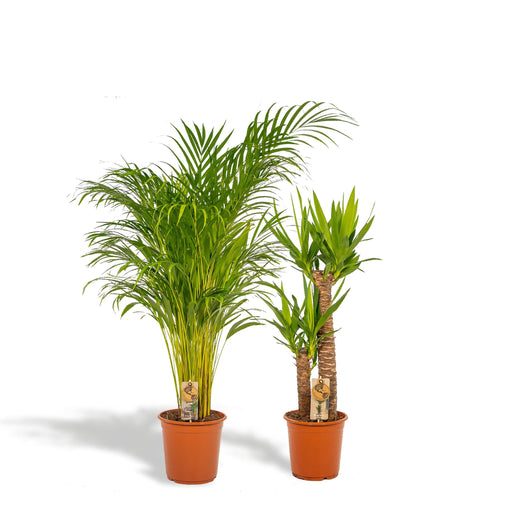 areca-130cm-o24cm-yucca-100cm-o21cm