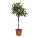 ficus-cyathistipula-boom-180-cm-o40