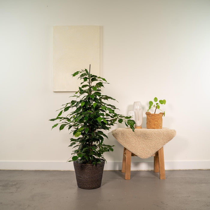 ficus-benjamina-danielle-95cm-o21cm-mand-igmar