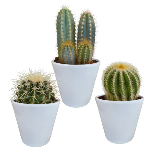 cactus-mix-8-5-cm-3x-in-witte-pot