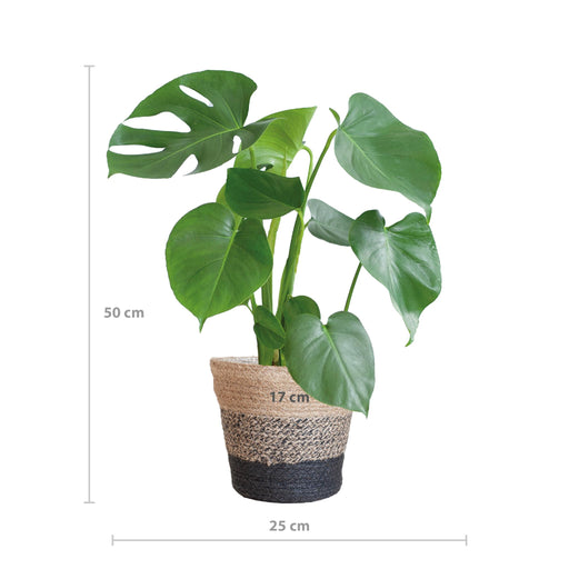 monstera-deliciosa-met-lissabon-mand-zwart