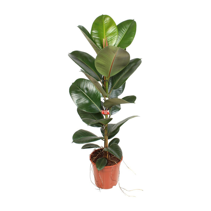 ficus-elastica-robusta-o21cm-↕95cm