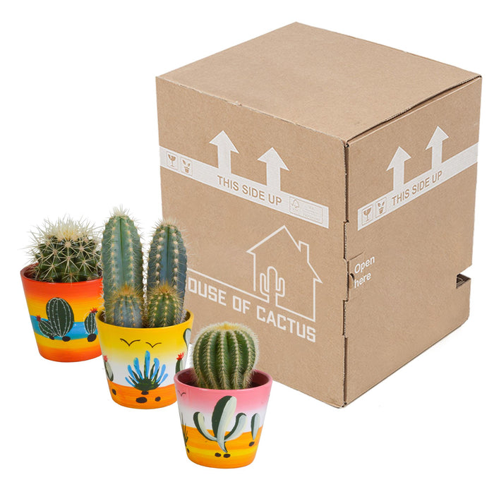 cactus-mix-8-5-cm-3x-in-mexicaanse-pot