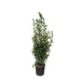 laurus-nobilis-struik-210-cm-o50