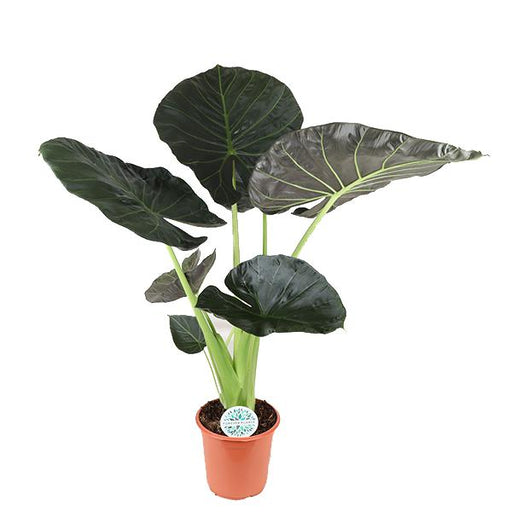 alocasia-regal-shield-o24cm-↕110cm