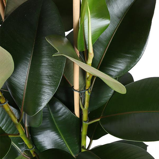 ficus-elastica-robusta-o27cm-↕115cm-in-boule-antraciet-pot