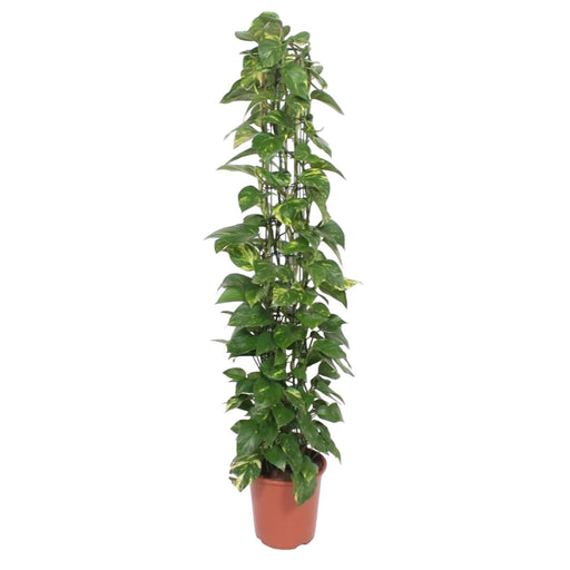 epipremnum-aureum-gaasrek-160-cm-o27