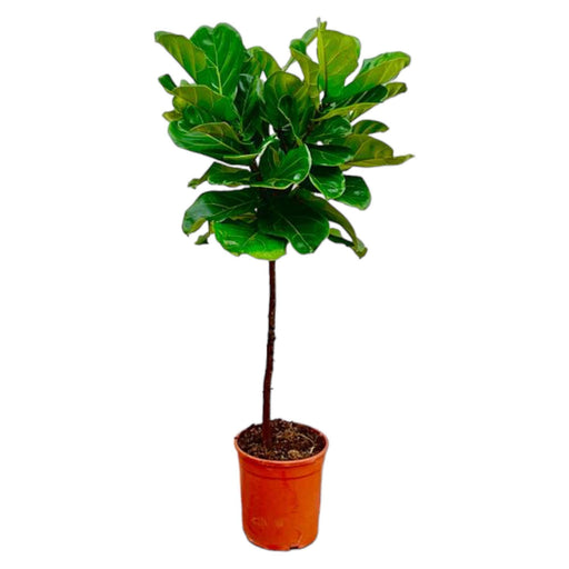 ficus-lyrata-stam-130-cm-o24