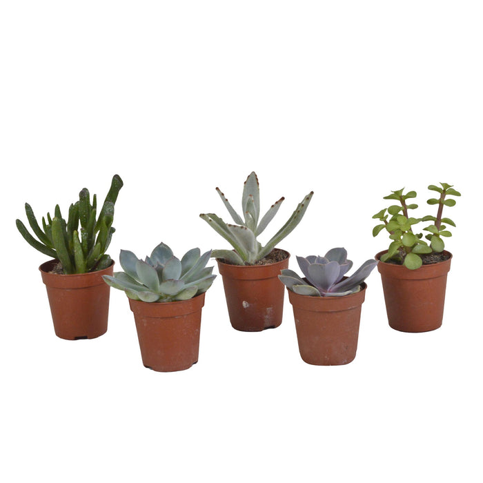 vetplanten-mix-5-5-cm-5x-zonder-pot