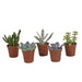 vetplanten-mix-5-5-cm-5x-zonder-pot