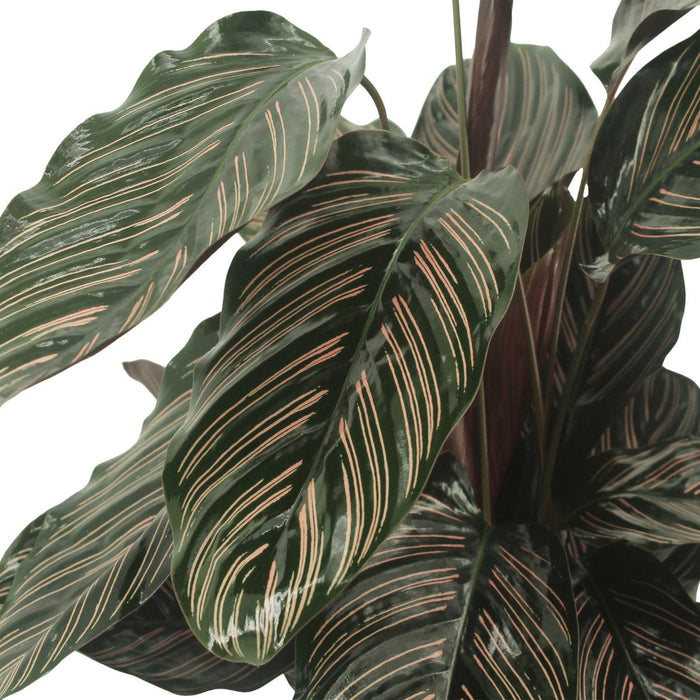 2x-calathea-ornata-pauwenplant-50cm-o14