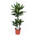 dracaena-janet-lind-o21cm-↕90cm