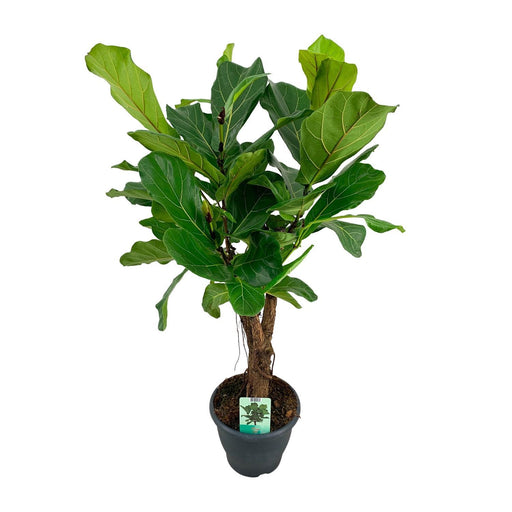 ficus-lyrata-o26cm-↕100cm