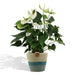 anthurium-andreanum-namora-incl-pure-mand-45cm-o12