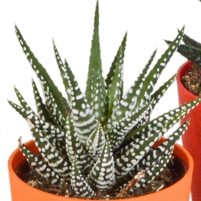 gasteria-haworthia-mix-5-5cm-5x-in-gekleurde-plasticpot