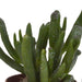 vetplanten-mix-5-5-cm-5x-zonder-pot