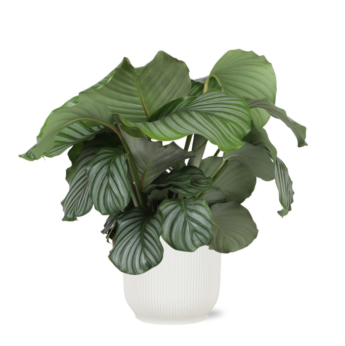 calathea-orbifolia-o21cm-↕70cm-in-vibes-wit-pot