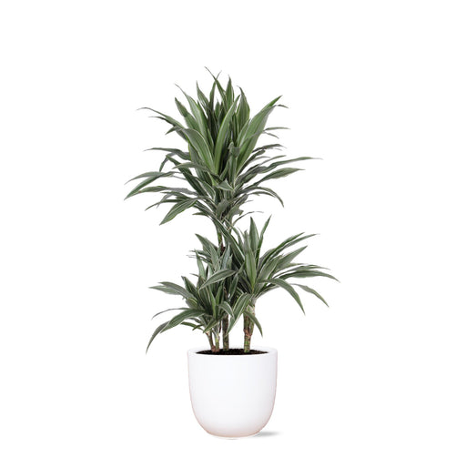 dracaena-warneckii-o21cm-↕65cm-in-boule-wit-pot