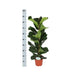 ficus-lyrata-o21cm-↕90cm-in-vibes-blue-pot