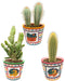 cactus-palen-mix-↕15-20cm-3-stuks-mexico-o9-5-cm