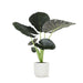 alocasia-regal-shield-o21cm-↕100cm-in-vibes-wit-pot