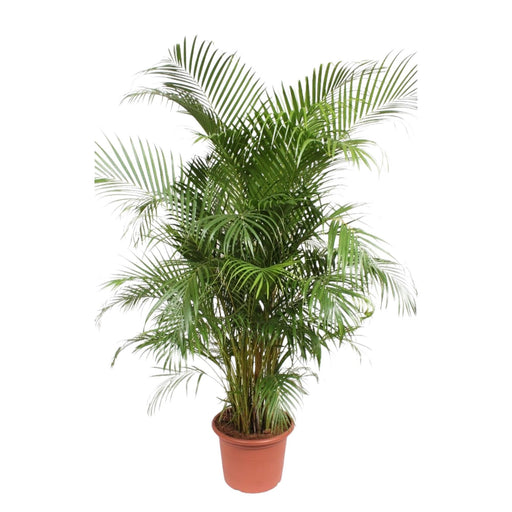 dypsis-lutescens-areca-palm-240-cm-o45