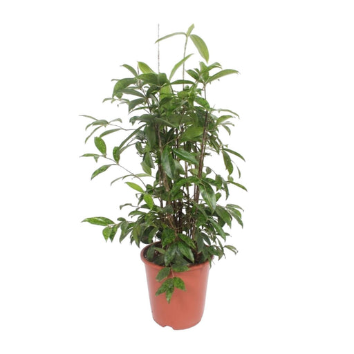 dracaena-surculosa-o27cm-↕110cm