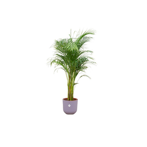 combi-deal-areca-palm-inclusief-elho-jazz-round-lila-o26-140-cm