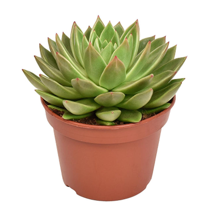 echeveria-miranda-o15cm-↕20cm