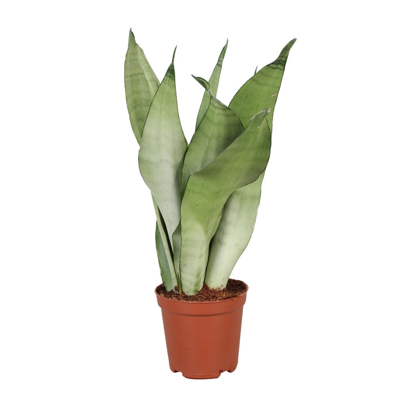 Sansevieria - Vrouwentong