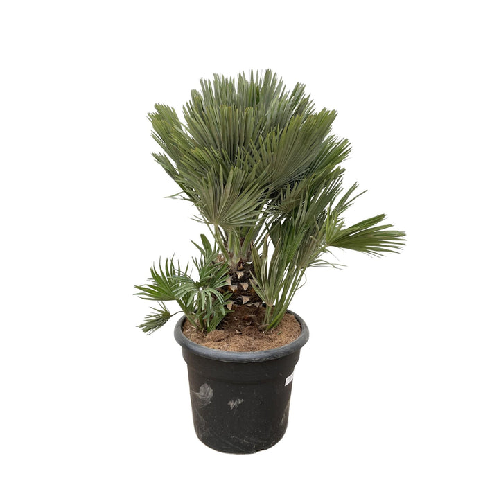 chamaerops-humilis-compact-100cm-o45