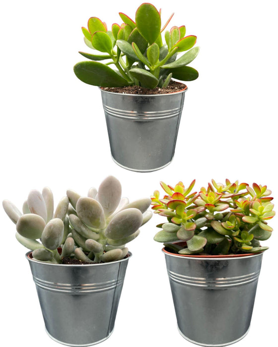 succulenten-mix-↕16-22cm-3-stuks-zinc-o13-cm