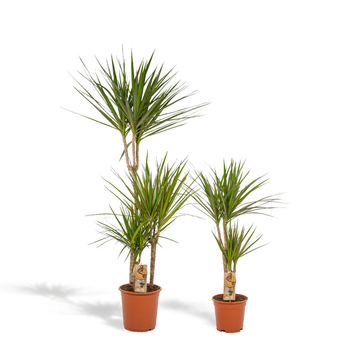 dracaena-120cm-o21cm-dracaena-70cm-o17cm