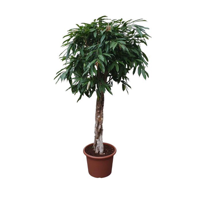 ficus-amstel-king-gevlochten-stam-190-cm-o45