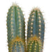 cactus-mix-10-5-cm-3x-in-witte-pot