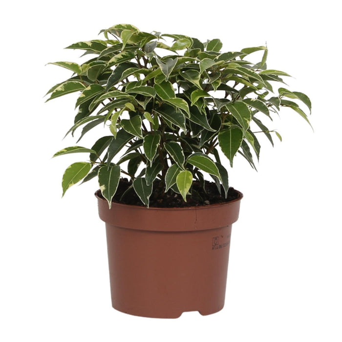 ficus-benjamina-kinky-o12cm-↕20cm