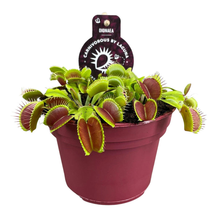 dionaea-muscipula-o12-↕12