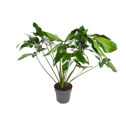 philodendron-green-wonder-o24cm-↕100cm