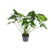 philodendron-green-wonder-o24cm-↕100cm