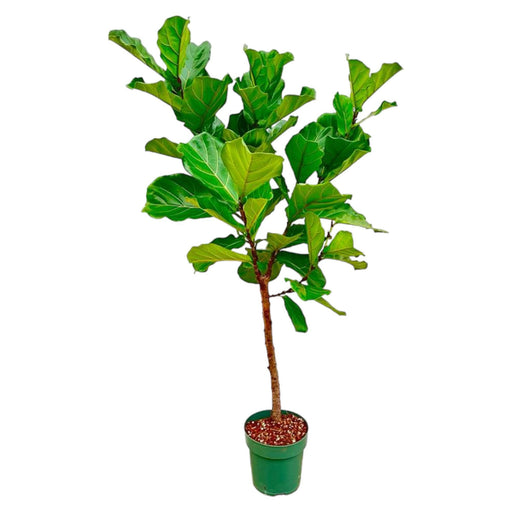 ficus-lyrata-stam-170cm-30