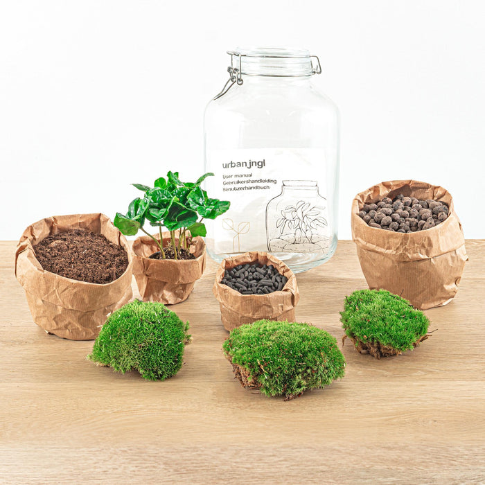 diy-terrarium-jar-coffea-arabica-↕-28-cm-normal