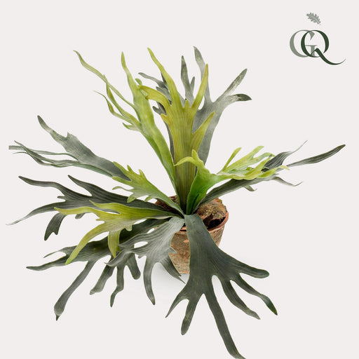 kunstplant-staghorn-fern-hertshoorn-50-cm