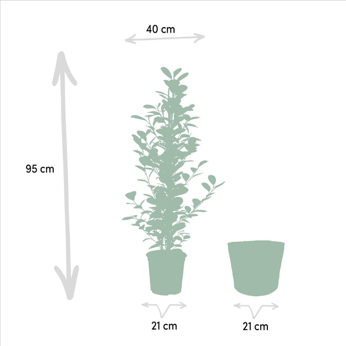 ficus-microcarpa-moclame-95cm-o21cm-mand-igmar