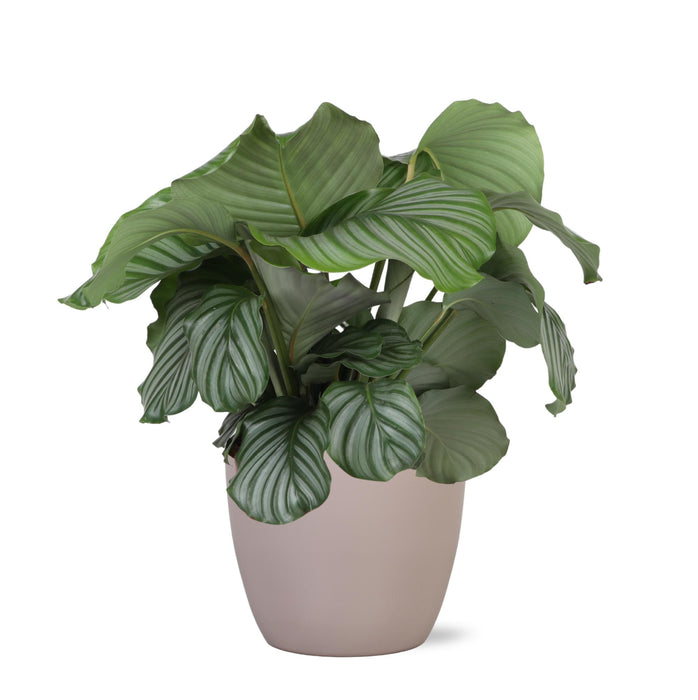 calathea-orbifolia-o21cm-↕70cm-in-boule-taupe-pot