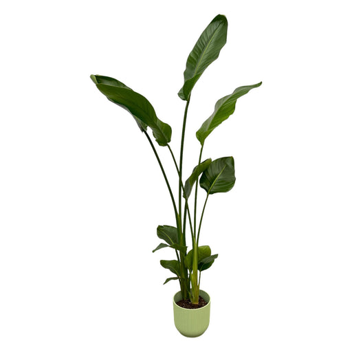 strelitzia-nicolai-inclusief-elho-vibes-fold-round-groen-100-cm-o18