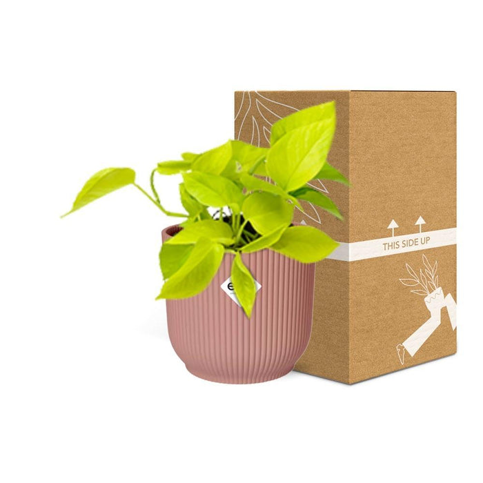 epipremnum-pinnatum-golden-pothos-in-elho-vibes-fold-14cm-roze