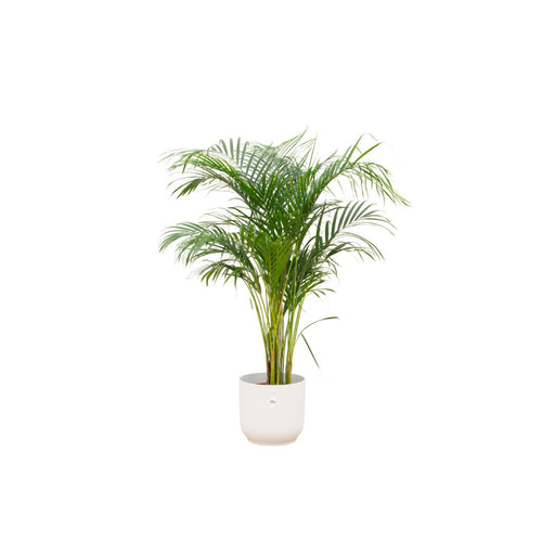 combi-deal-areca-palm-inclusief-elho-vibes-fold-round-wit-o30-140-cm