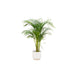 combi-deal-areca-palm-inclusief-elho-vibes-fold-round-wit-o30-140-cm