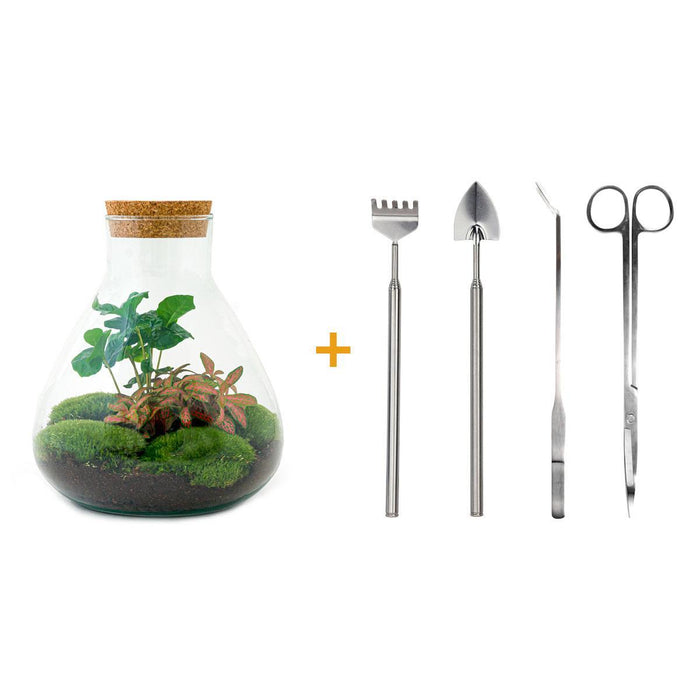 diy-terrarium-sammie-coffea-↕-27-cm-normal-1