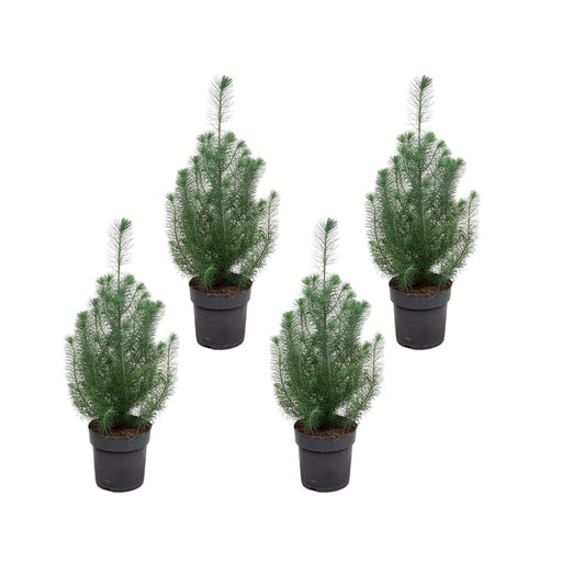 pinus-pakket-4x-pinus-pinea-50-cm